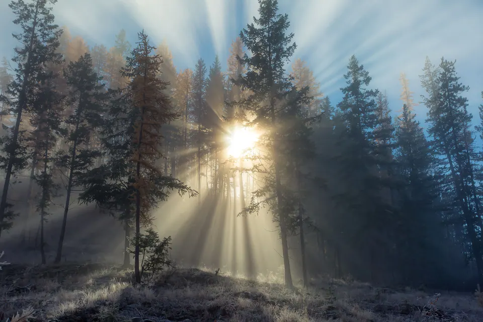 Rayons de soleil à travers la brume d'une forêt de conifères
